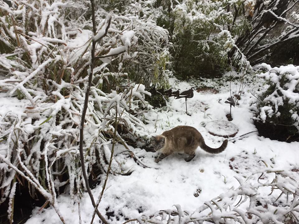 Snow in Tucson